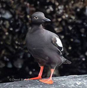 Pigeon Guillemot photo by Daniel Bianchetta