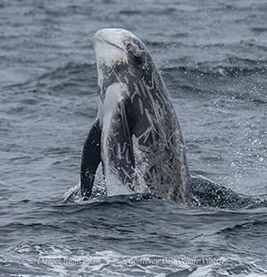 Risso's Dolphin photo by Daniel Bianchetta