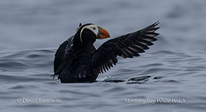 Tufted Puffin photo by Daniel Bianchetta