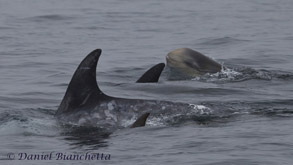 Baby Risso's Dolphin, photo by Daniel Bianchetta