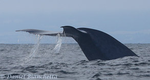 Blue Whale tail, photo by Daniel Bianchetta