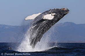 Breaching Risso's Dolphin, photo by Daniel Bianchetta