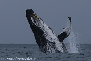 Breaching Humpback Whale, photo by Daniel Bianchetta