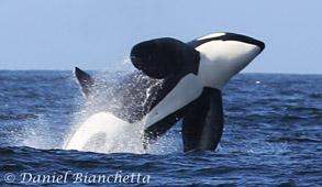 Breaching Killer Whale, photo by Daniel Bianchetta