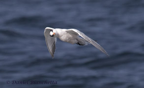 Curious Elegant Tern, photo by Daniel Bianchetta