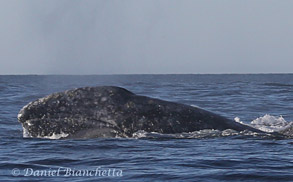 Gray Whale, photo by Daniel Bianchetta