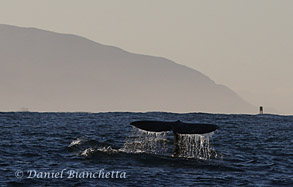 Gray Whale tail, photo by Daniel Bianchetta