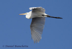 Great Egret, photo by Daniel Bianchetta