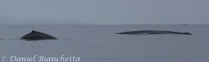 Humpback Whale and Blue Whale, photo by Daniel Bianchetta