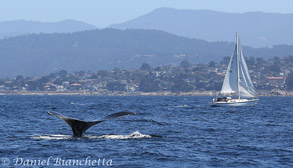 Humpback Whale and sailboat, photo by Daniel Bianchetta