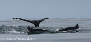 Humpback Whale tails, photo by Daniel Bianchetta