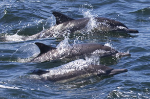 Long-beaked Common Dolphins, photo by Daniel Bianchetta