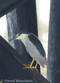 Night Heron, photo by Daniel Bianchetta