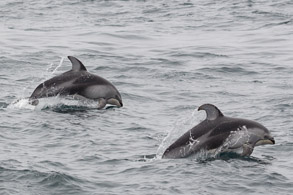 Pacific White-sided Dolphins, photo by Sebastian Gorgol