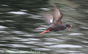 Pigeon Guillemot with small rockfish, photo by Daniel Bianchetta