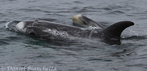 Mom and baby Risso's Dolphins, photo by Daniel Bianchetta