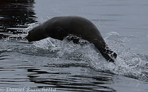  California Sea Lion, photo by Daniel Bianchetta