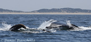 Sea Lions near Humpback Whale,  photo by Daniel Bianchetta