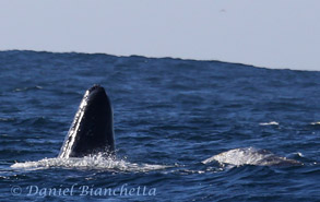 Two gray whales, one spyhopping, photo by Daniel Bianchetta