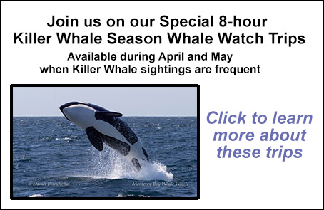 Killer Whale Season April and May