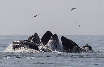 Humpback Whales lunge-feeding photo by Daniel Bianchetta