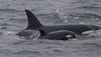 Killer Whales, photo by Daniel Bianchetta