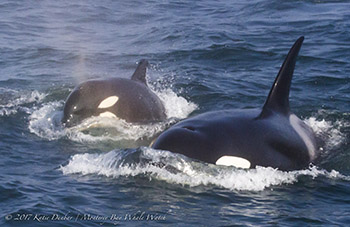Killer Whales, photo by Katie Dunbar