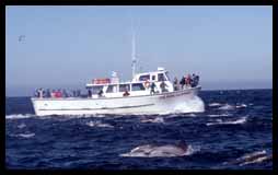 Charter whale watching cruise
