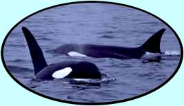 Killer whales (11K)