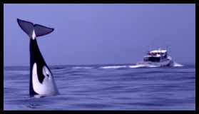 Killer Whale and Pt. Sur Clipper, photo by Nancy Black