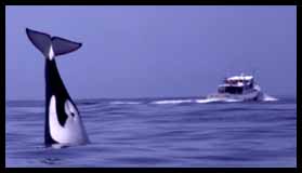 Killer Whale and Pt. Sur Clipper, photo by Nancy Black