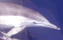 Common Dolphin