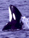 Killer Whale 